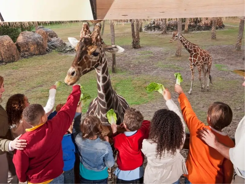 family zoo activities 