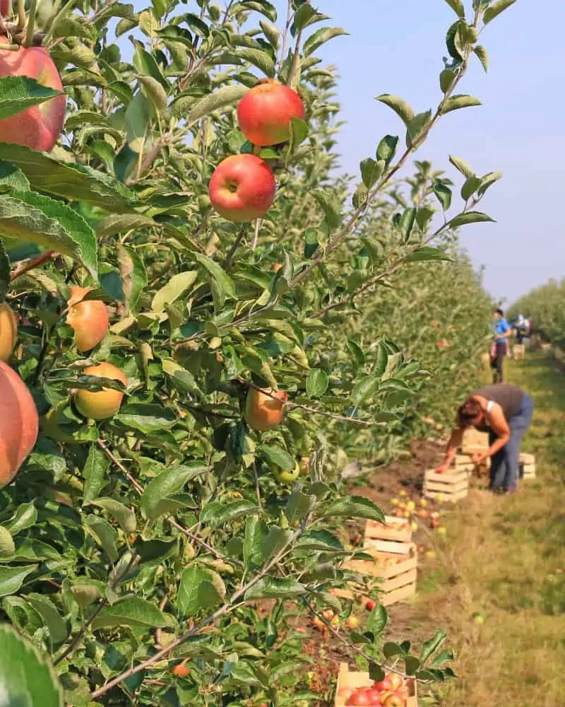 Summer Fruit Picking Jobs in the UK