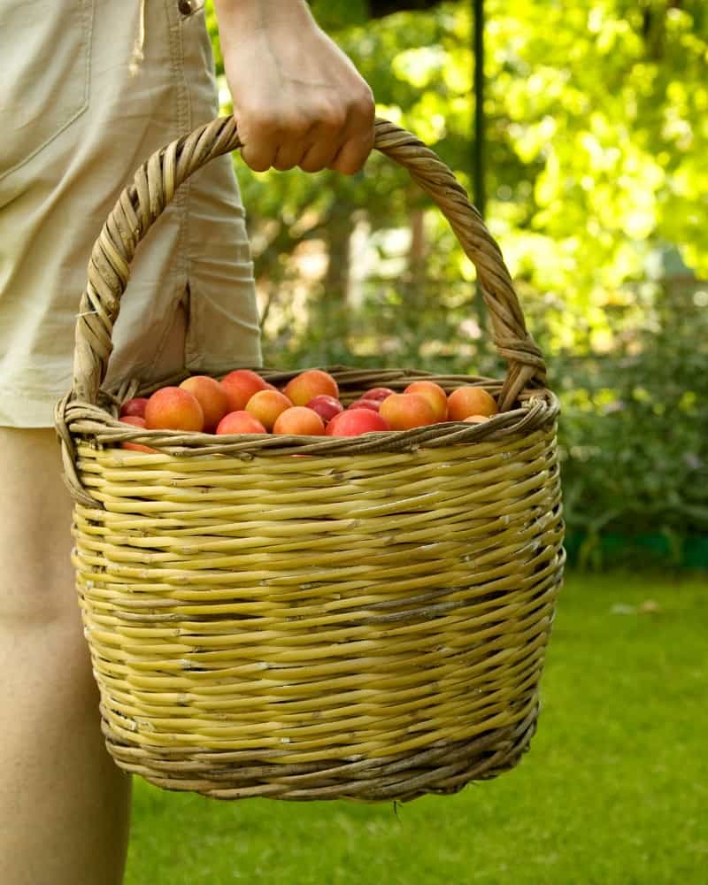 Where To Find The Best Summer Fruit Picking Jobs In The UK