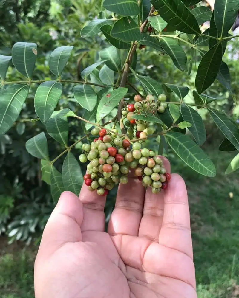 getting fruit picking jobs in the UK