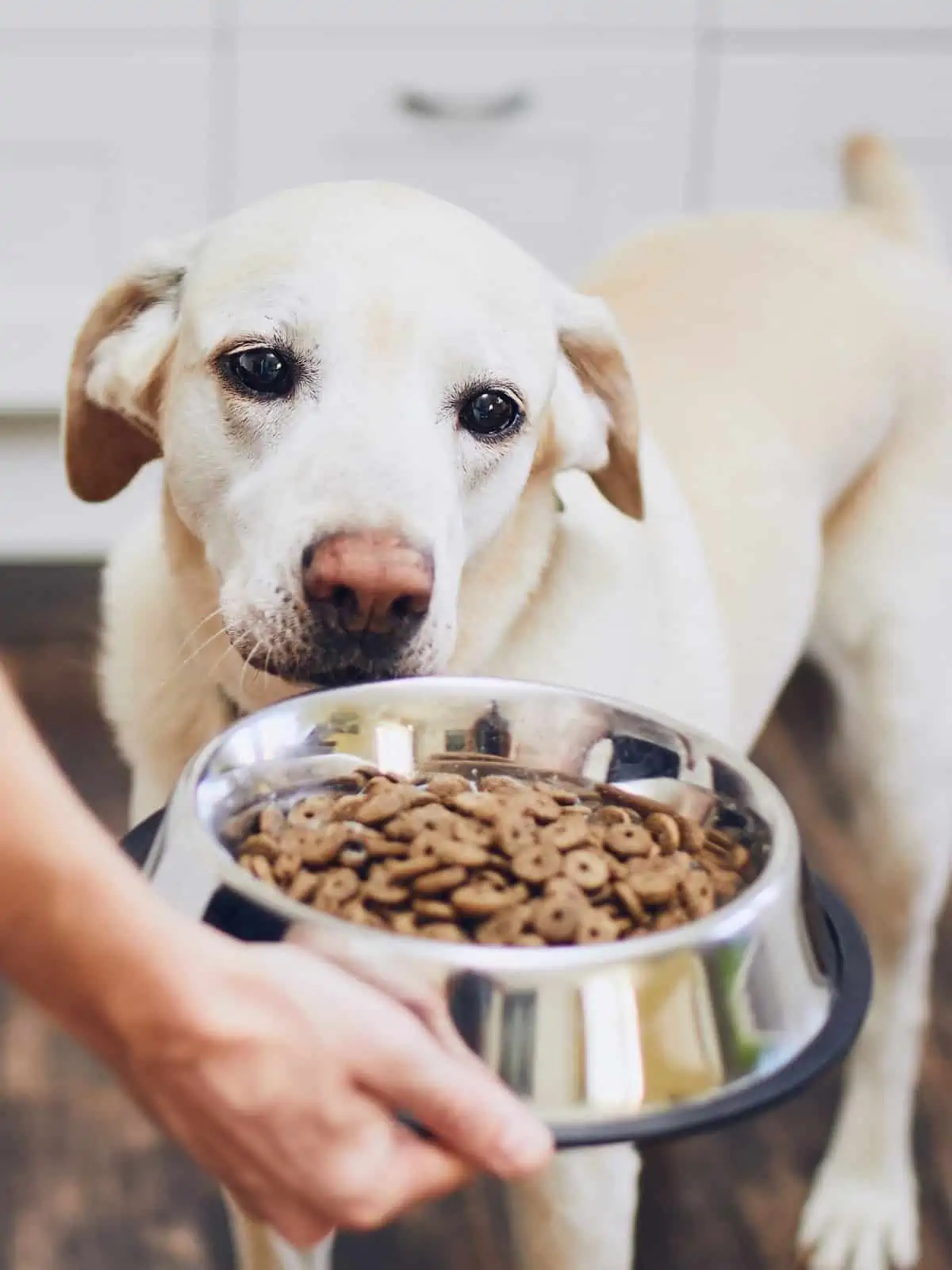 discounted dog food 