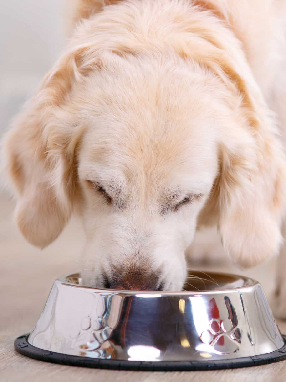 dog food subscriptions with free trials