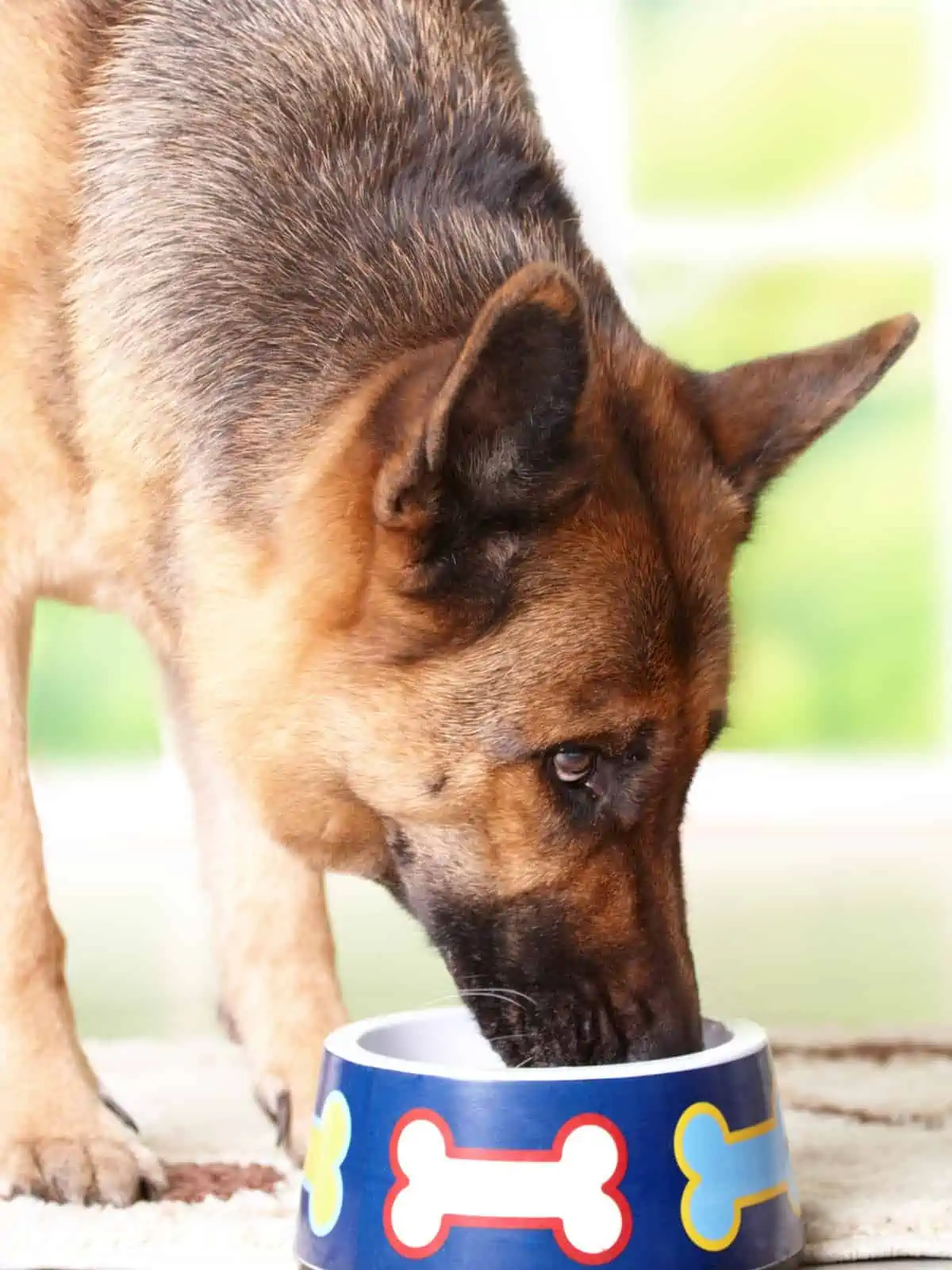 dog food trial food