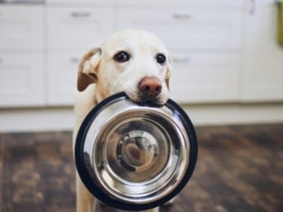 how to save money on dog food