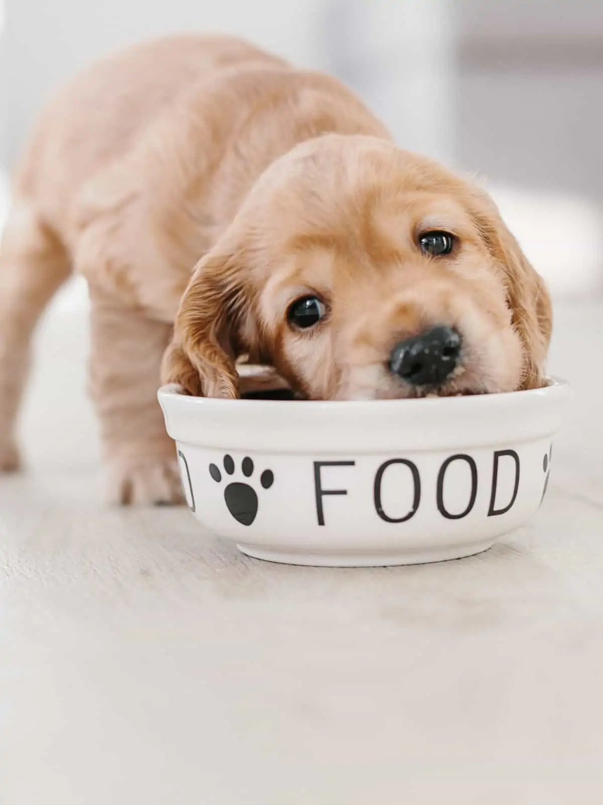 how to save money on dog food 