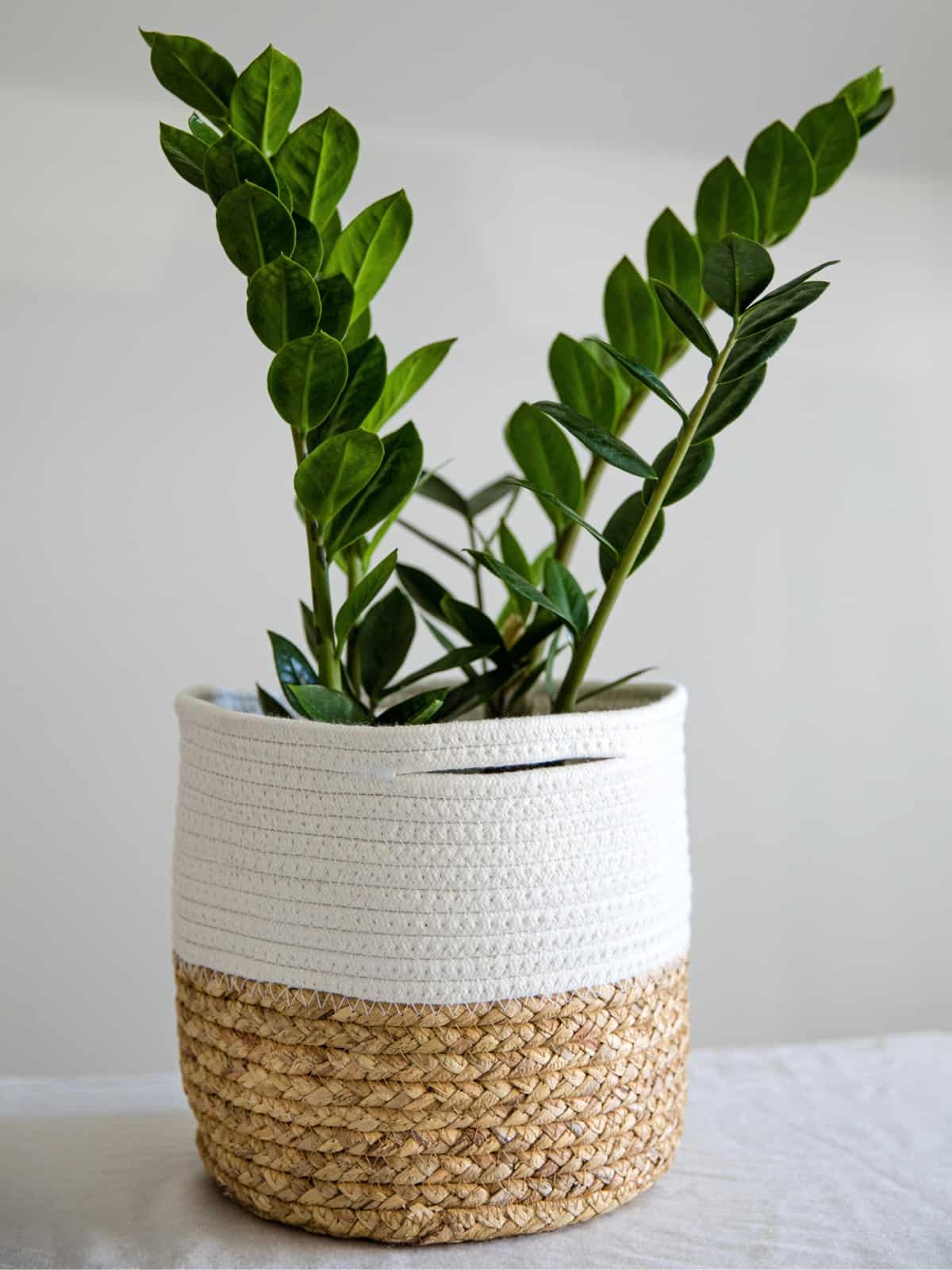 Where To Buy Cheap Plants In The UK Debt Free Family