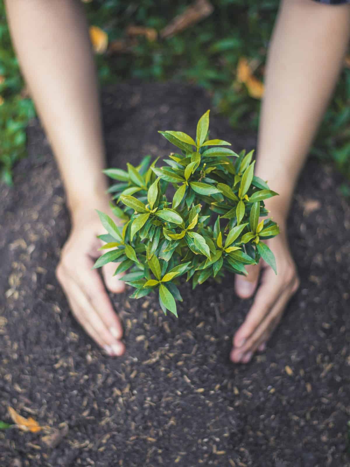 Where To Buy Cheap Plants In The UK Debt Free Family